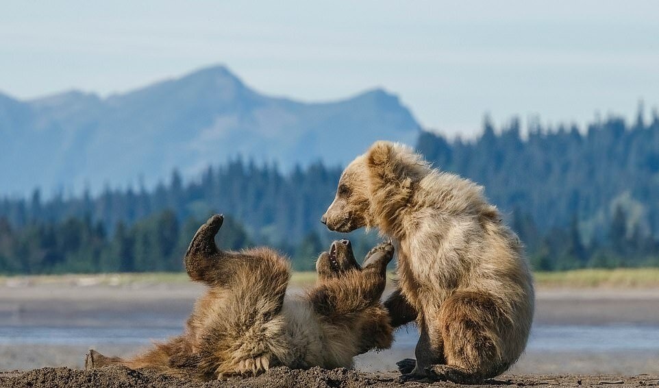 فیلم/ماجراجویی خرس مادر و توله‌ها در کبیرکوه ایلام