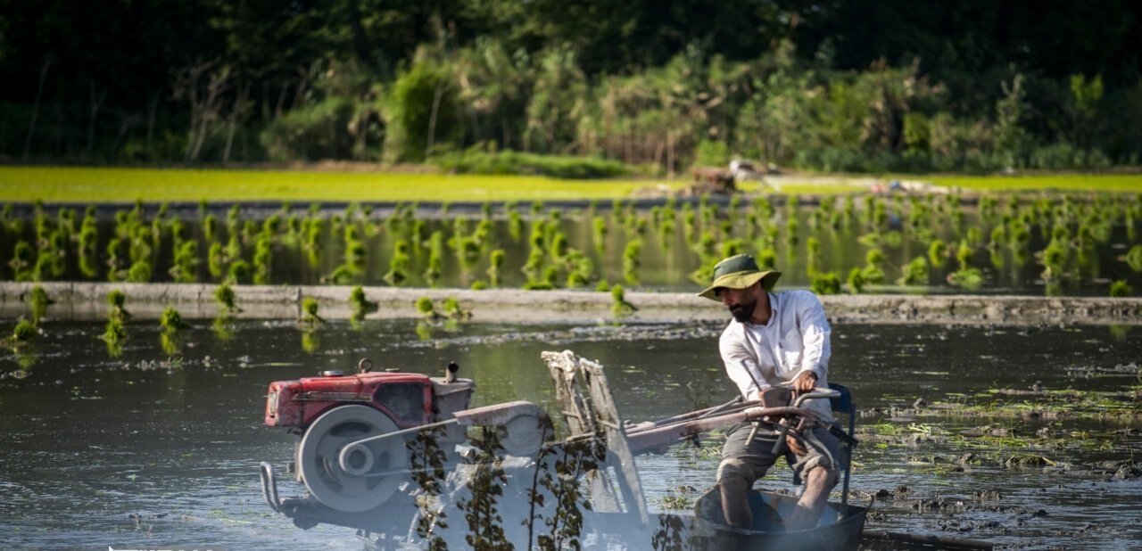 کشت برنج در ایلام ممنوع شد