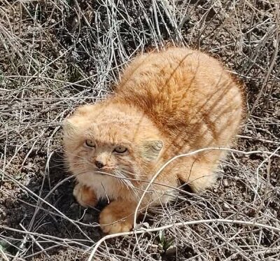 رویت مجدد گربه نادر ایرانی؛ توله‌های پالاس در رابُر کرمان