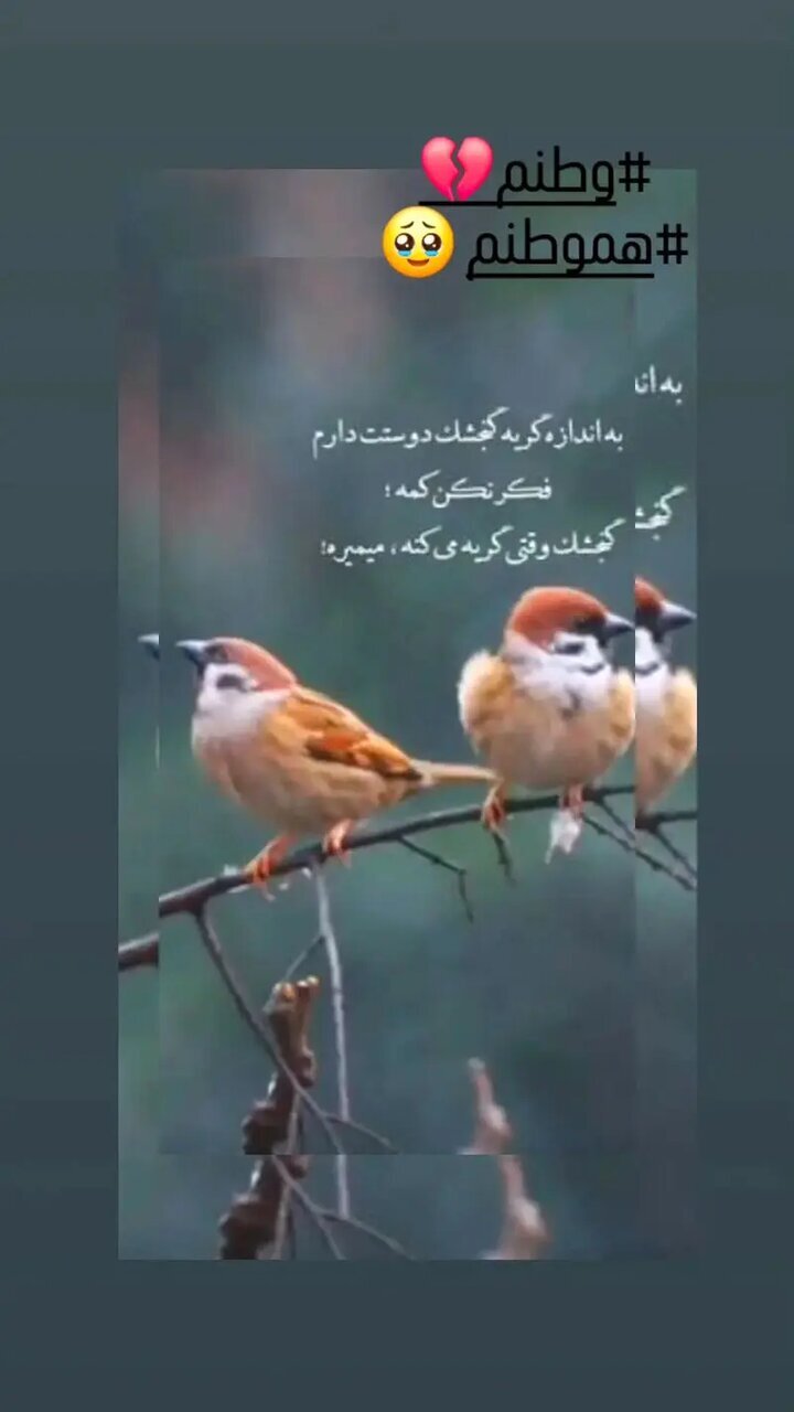 استوری احساسی مرجانه گلچین: ای وای وطنم، هم‌وطنم...