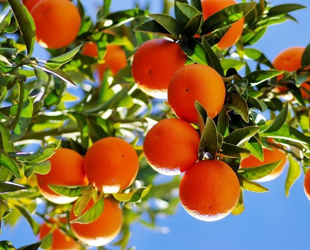 بهترین زمان کود دهی مرکبات شمال