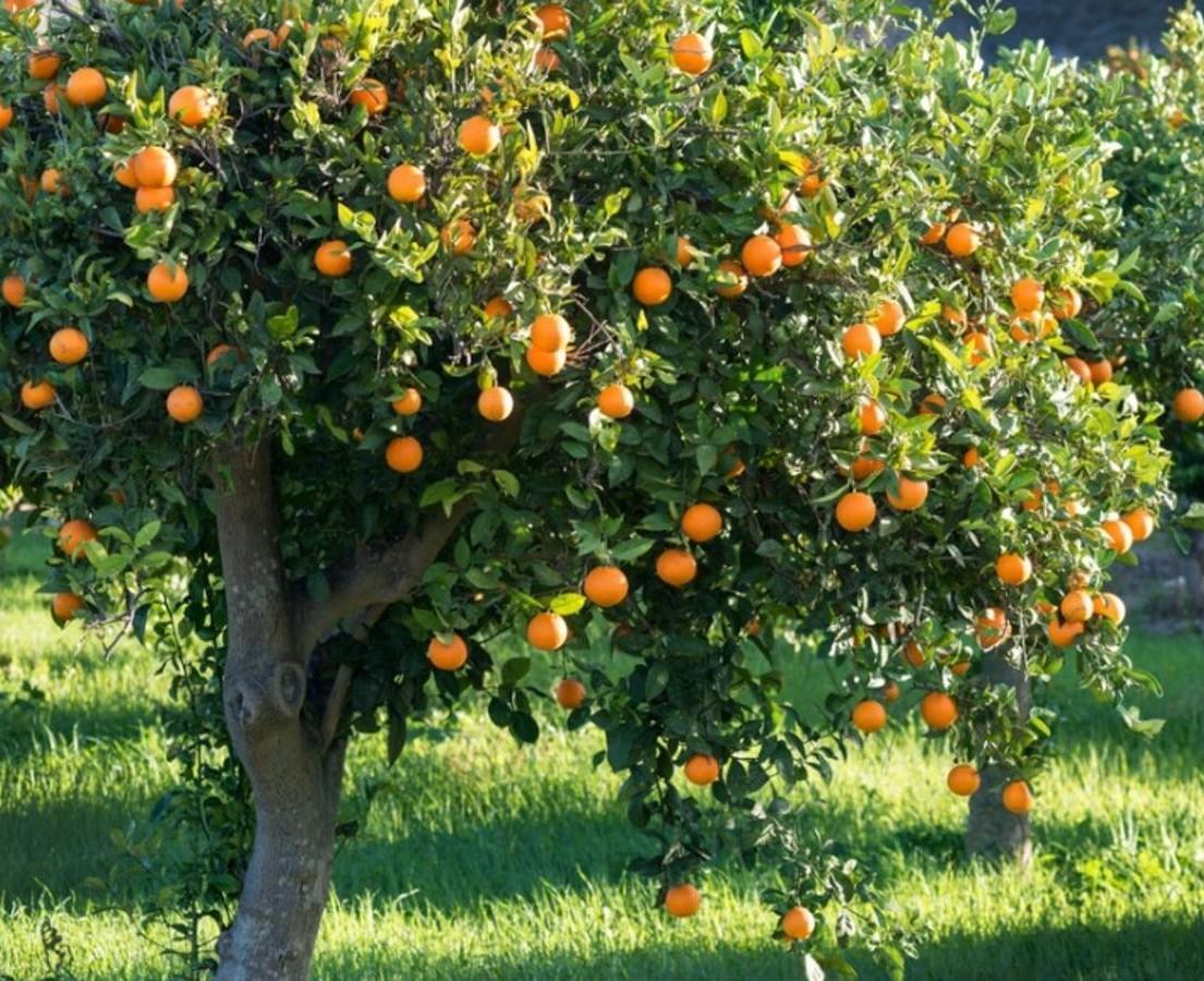 بهترین زمان کود دهی مرکبات شمال