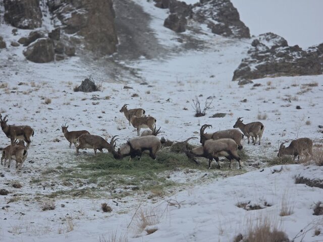 هواشناسی ۱۴۰۴/۱۱/۱۳/ هشدار بارشهای شدید در ۱۶ استان