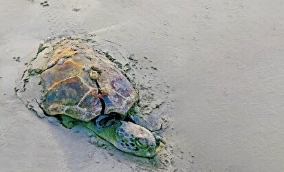 تفریح لاکچری؛ رد خونین آفرود بر پیکر طبیعت