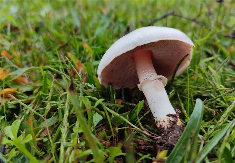 یک کشته و 84 مسموم بر اثر مصرف قارچ‌های سمی