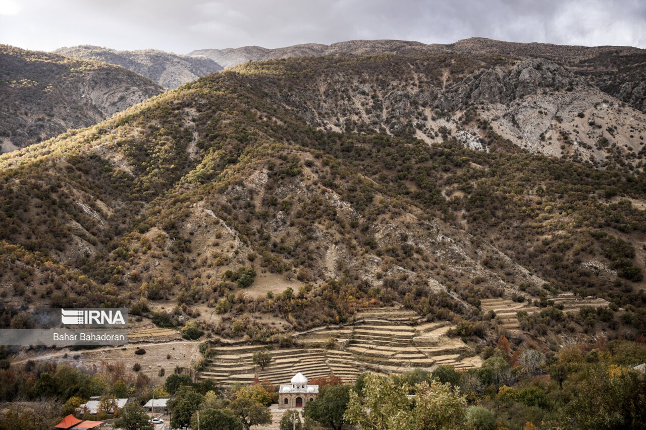 نابودی یک میلیون هکتار جنگل زاگرسی در اثر خشکسالی