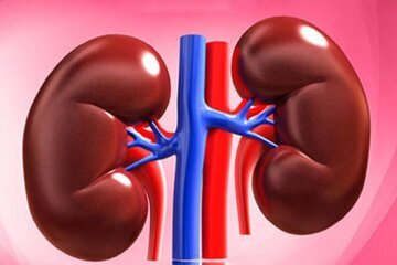 نجات کلیه‌ها با این روش تغذیه