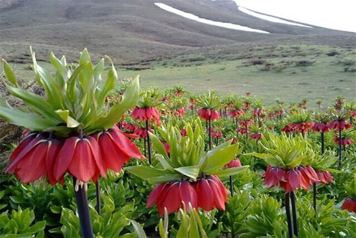 درباره رفتار ایرانیان با لاله‌های واژگون و خاک هرمز