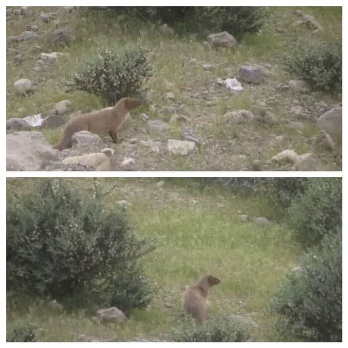 مشاهده گونه ارزشمند خدنگ بزرگ در چهارمحال و بختیاری