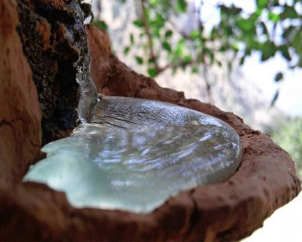 سقز؛ میراثی از تنه درختان زاگرس