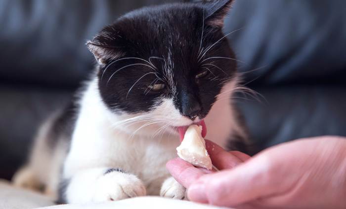 بستنی وینستون گربه بستنی وینستون گربه