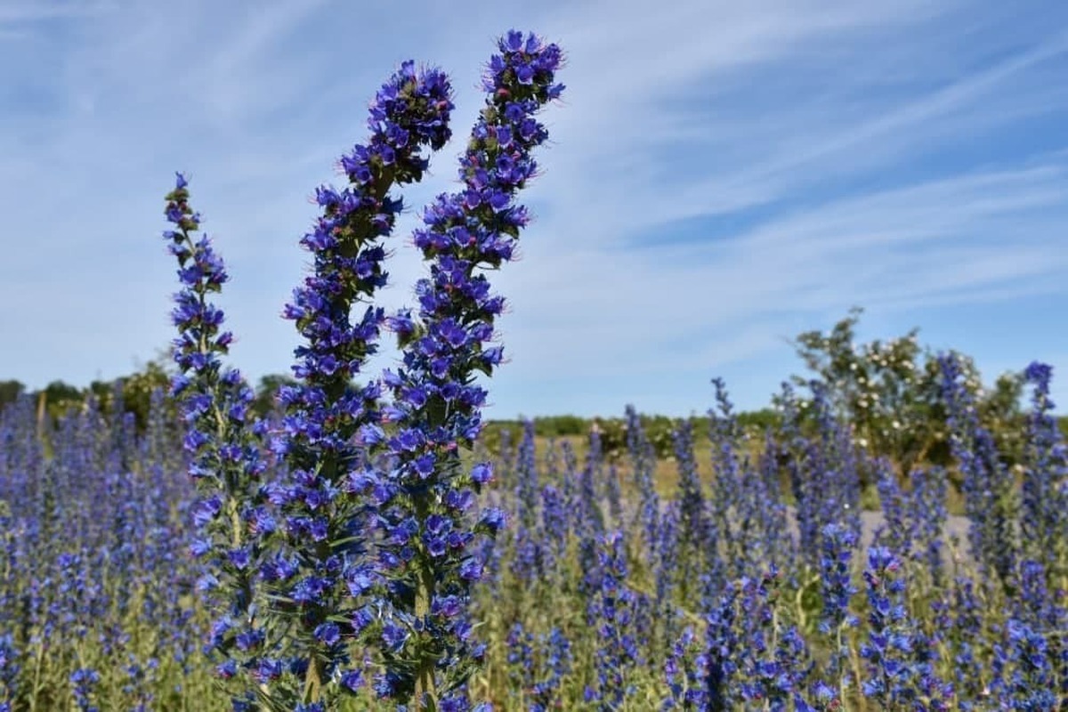خواص گل گاو زبان برای سلامتی