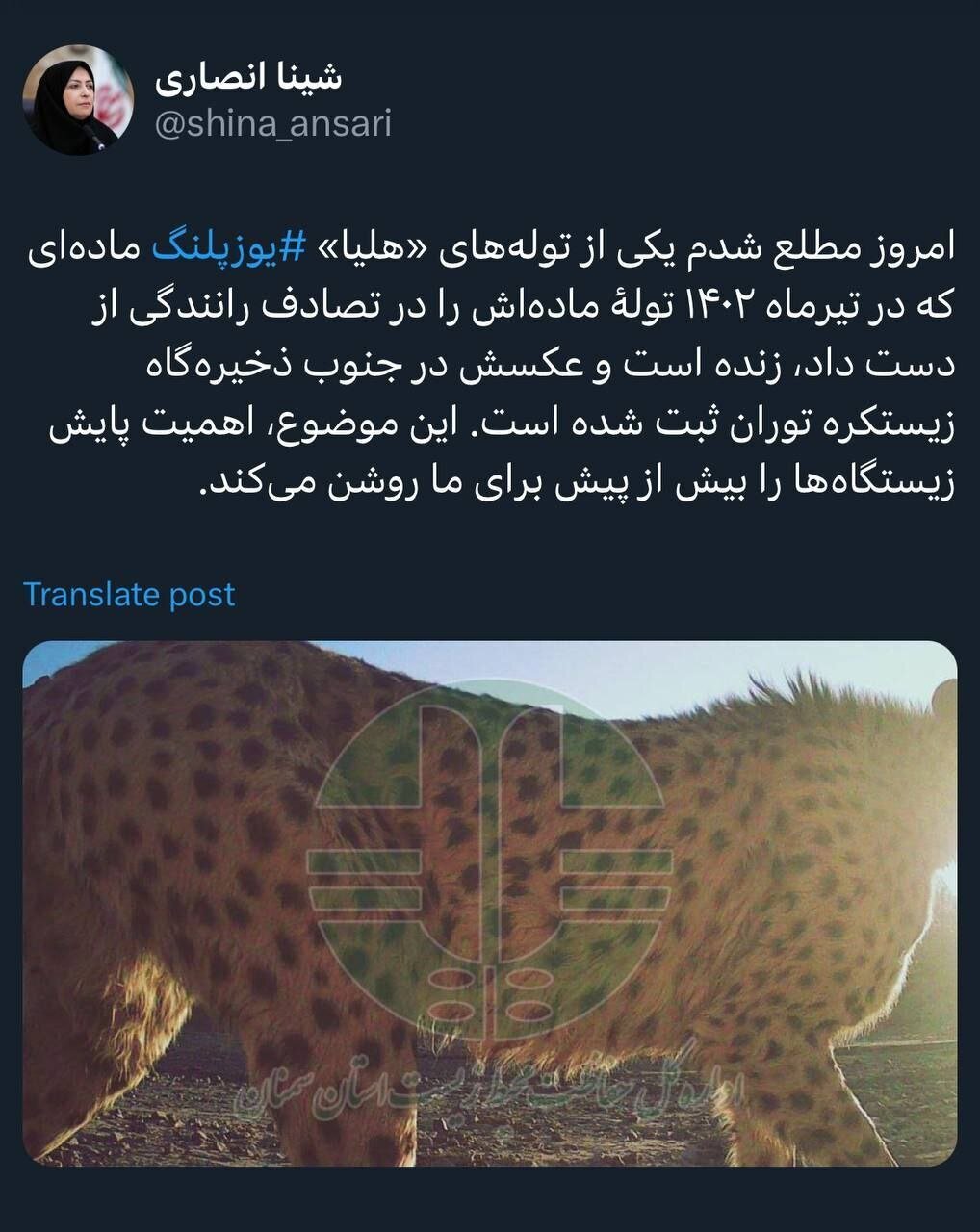 توله بازمانده «هلیا» در توران دیده شد توله بازمانده «هلیا» در توران دیده شد