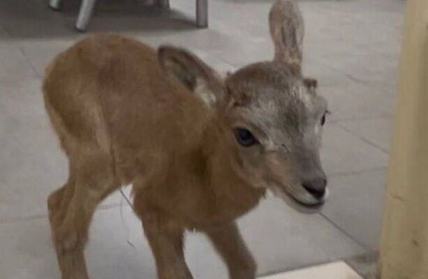 بره میش وحشی به محیط زیست تهران تحویل داده شد