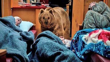 داستان خرس سریال «پایتخت» ادامه دارد | واقعی بود یا تن پوش؟