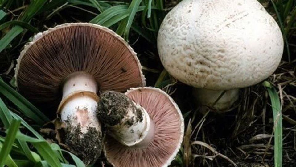 مسمومیت 4 نفر از شهروندان مهاباد در اثر قارچ وحشی