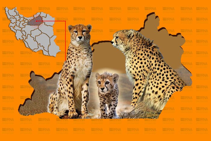 آیا یوزپلنگ ایرانی به سرنوشت دایناسورها دچار می‌شود؟