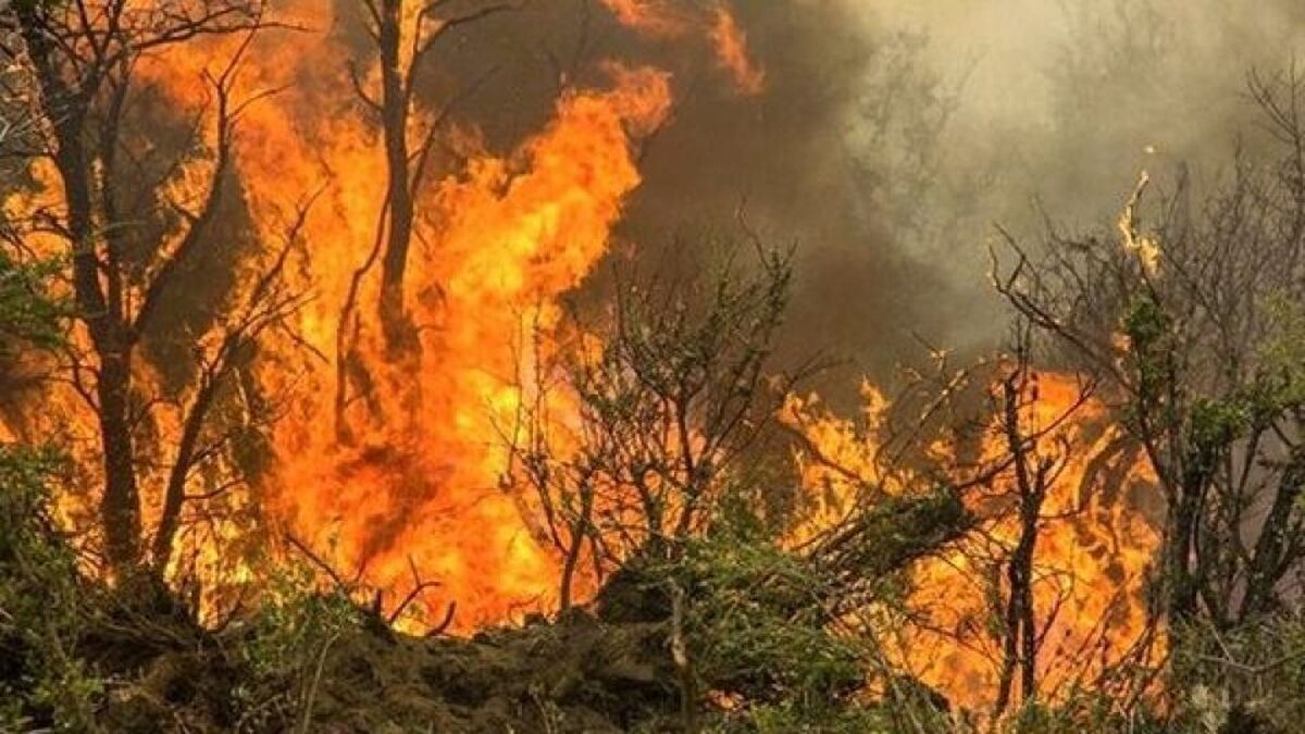 آتش سوزی گسترده در پارک ملی دز خوزستان