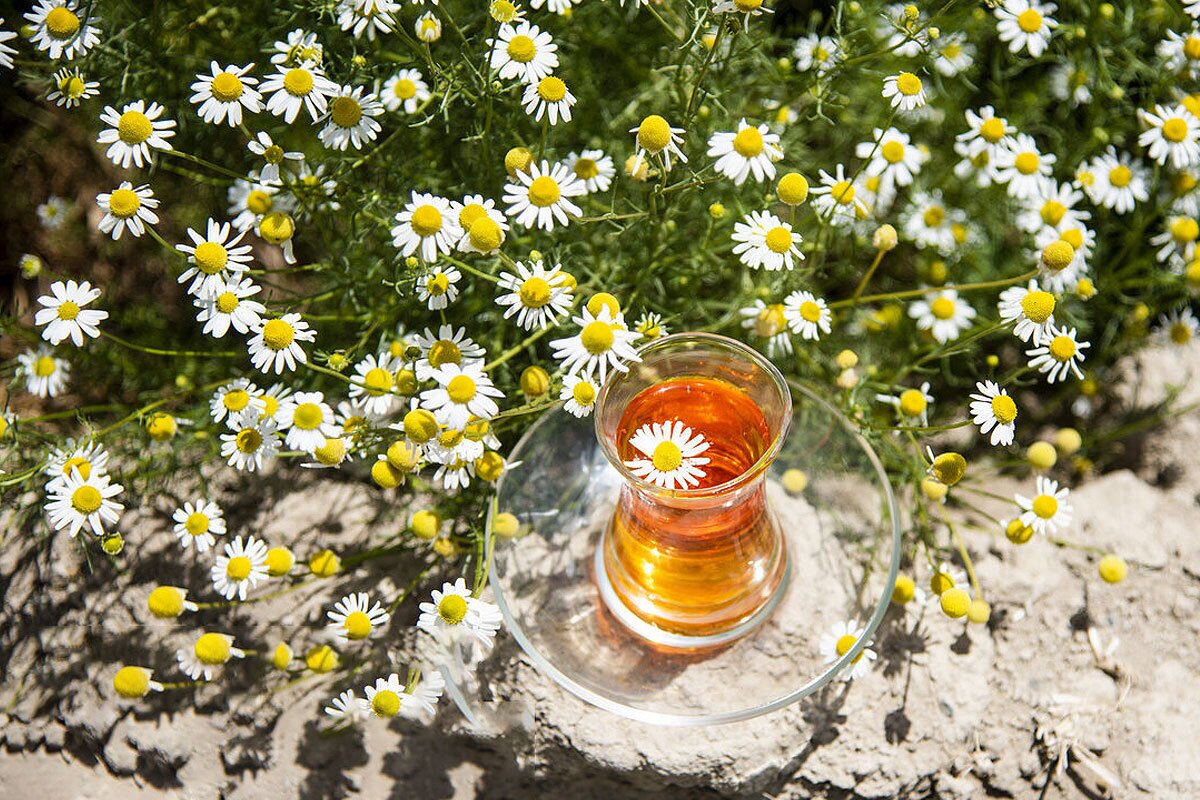 راز‌های دمنوش بابونه فاش شد؛ از خواب راحت تا پوست شفاف