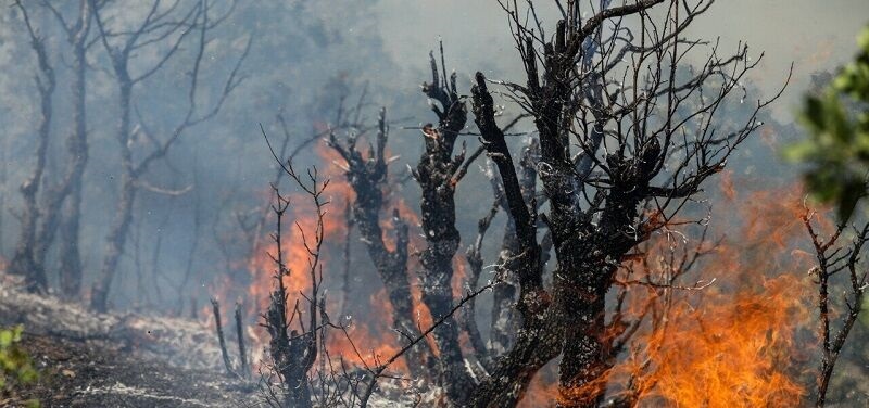 پارک ملی گلستان در محدوده خراسان‌شمالی دچار آتش‌سوزی شد