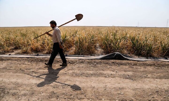 قطع برق، نیمی از گندم یزد را نابود کرد