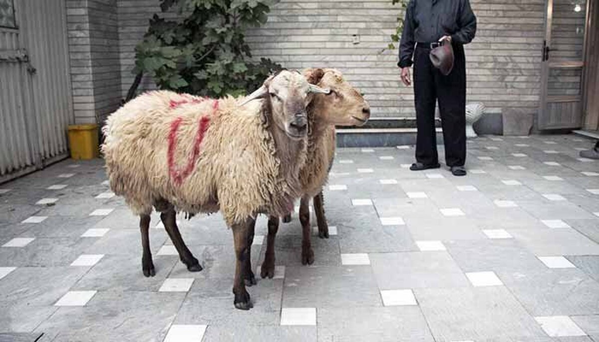 هشدار جدی درباره گوشت قربانی عید: ذبح دام در منزل ممنوع
