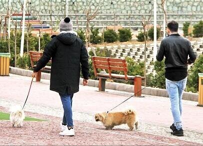سگ‌گردانی در همدان ممنوع شد
