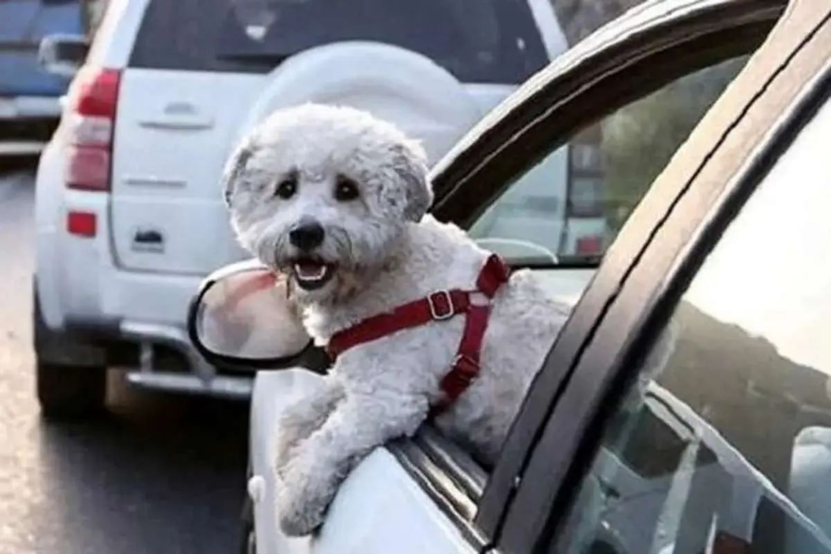 سگ‌گردانی در کرمان و لرستان ممنوع شد