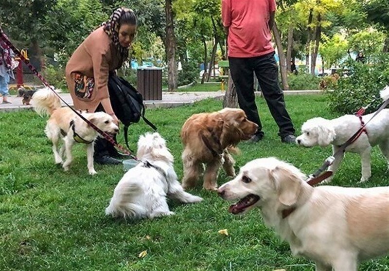 ممنوعیت سگ‌گردانی این بار در قزوین