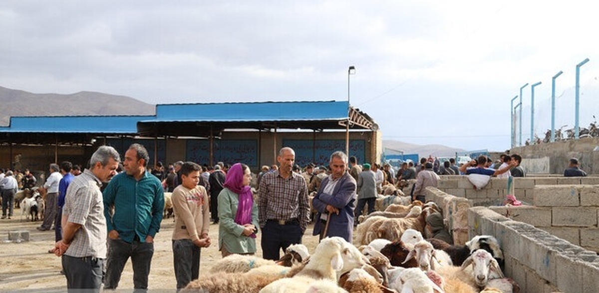قیمت هر کیلوگرم دام زنده بهداشتی سبک؛  ۳۴۰ هزار تومان