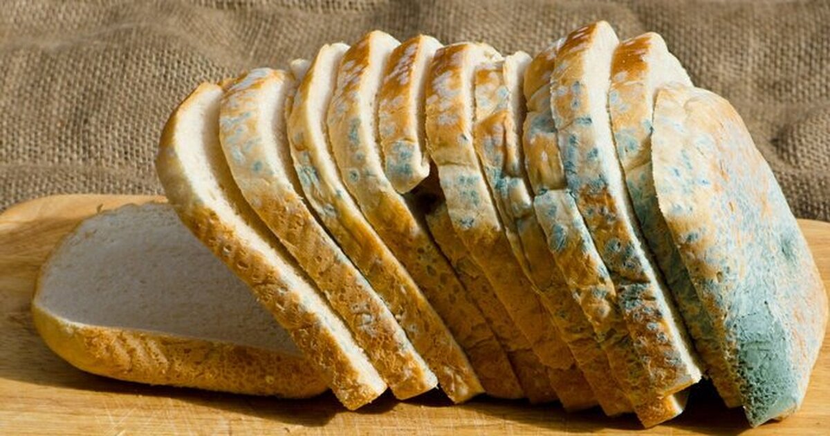 آیا خوردن کپک شما را بیمار می‌کند؟