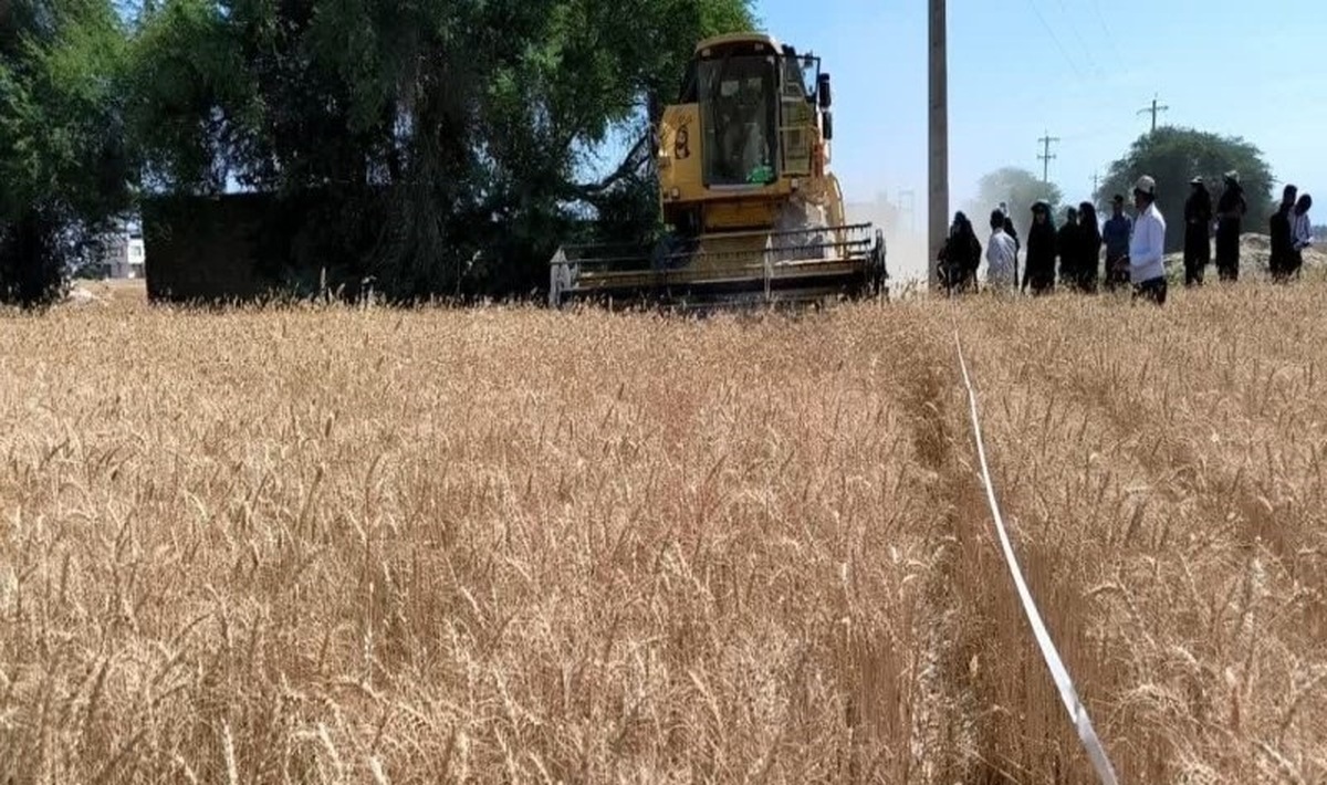 خرید تضمینی گندم با نرخ ۲۰هزار و ۵۰۰ تومان