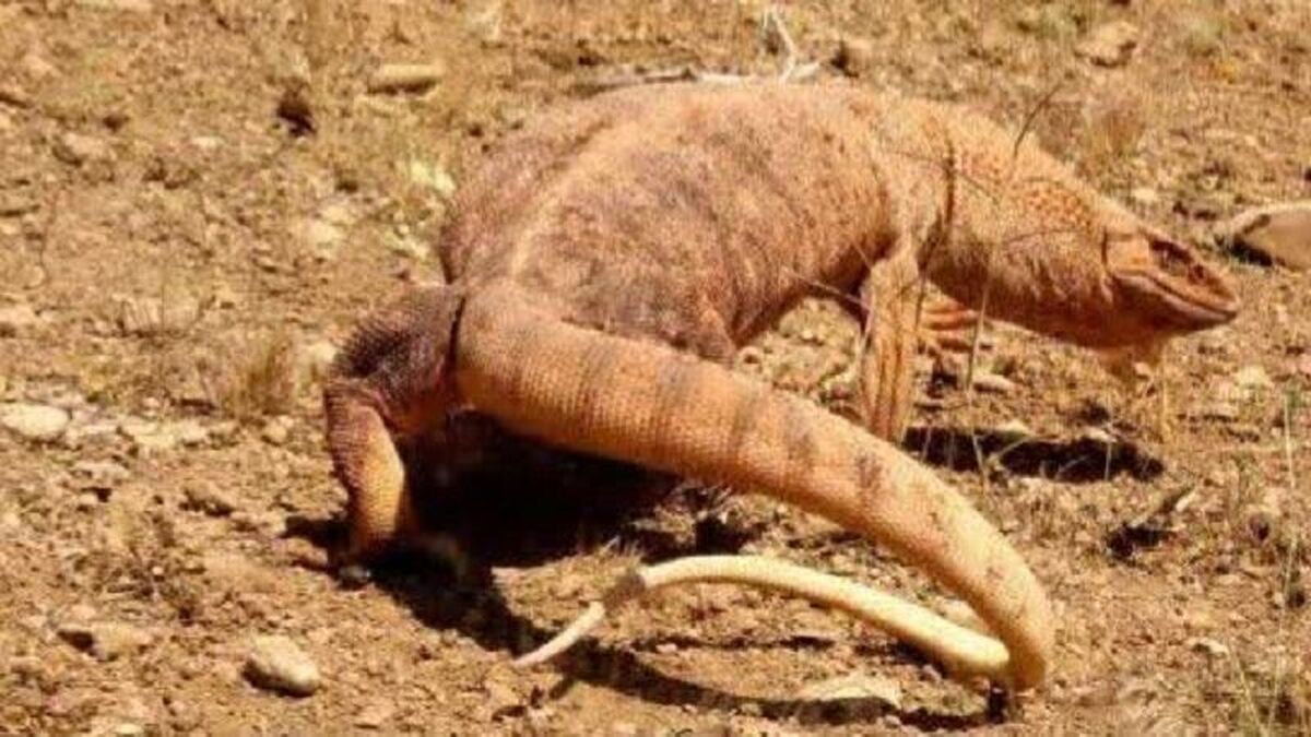 ثبت بزمجه زاگرسی برای نخستین بار در چهارمحال‌ و بختیاری