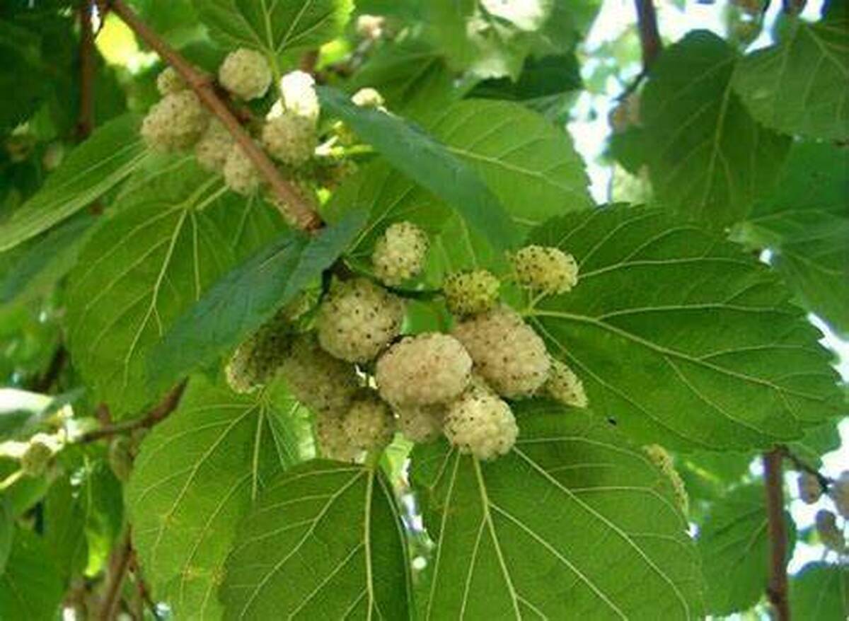 توت‌های تهران سرطان‌زاست