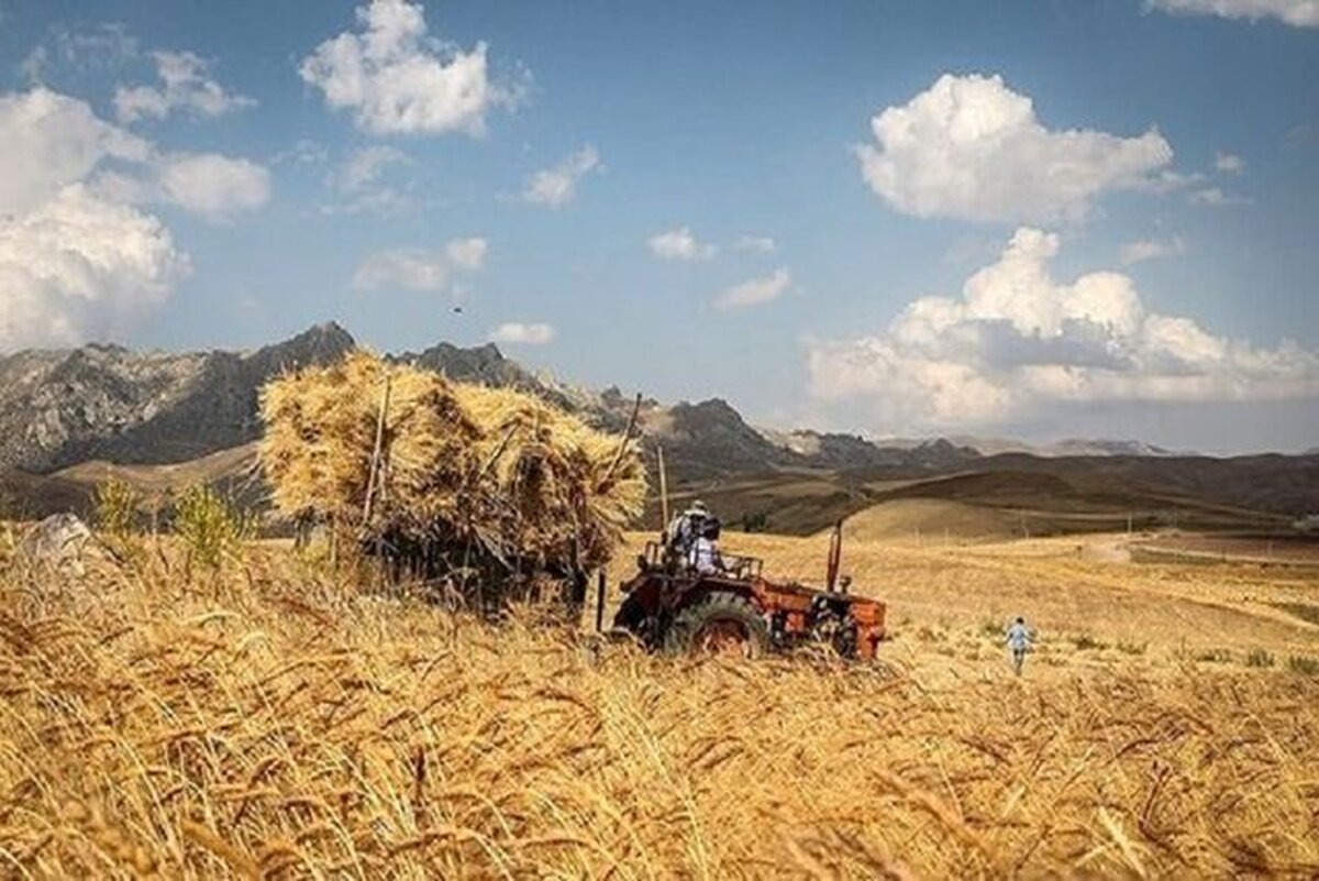 گندمکاران ۳۳ همت از دولت طلبکارند/ پیشنهاد پرداخت تشویقی به کشاورزان