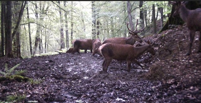 ثبت تصاویری از گله 6 راس مرال نر در جنگل‌های هیرکانی گیلان