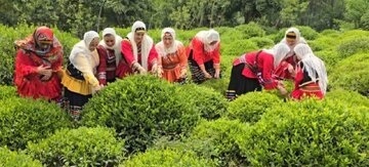 سه هزارتن چای شمال کشور صادر شده است