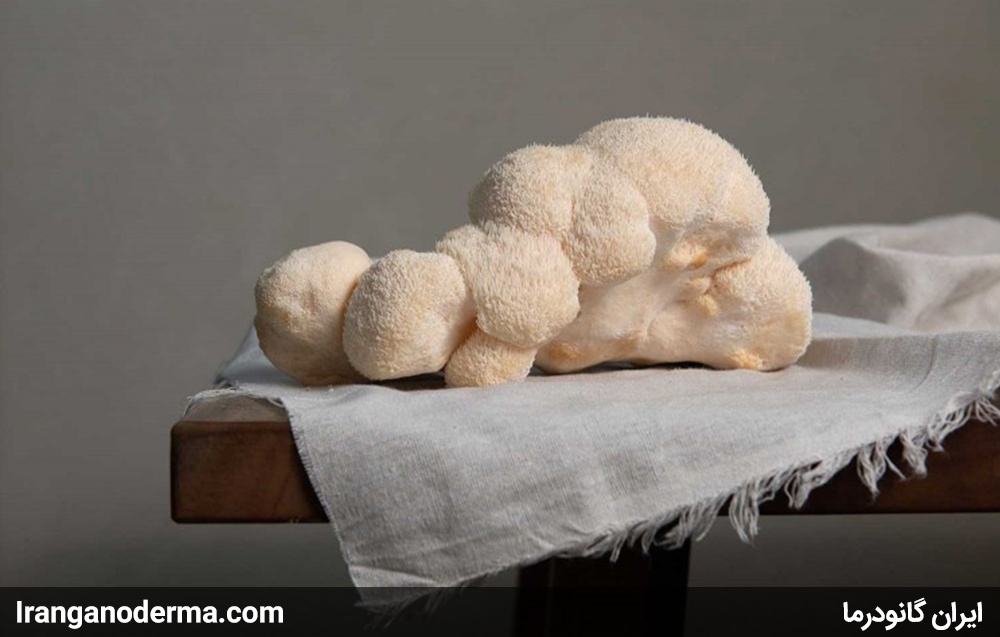 قارچ یال شیر