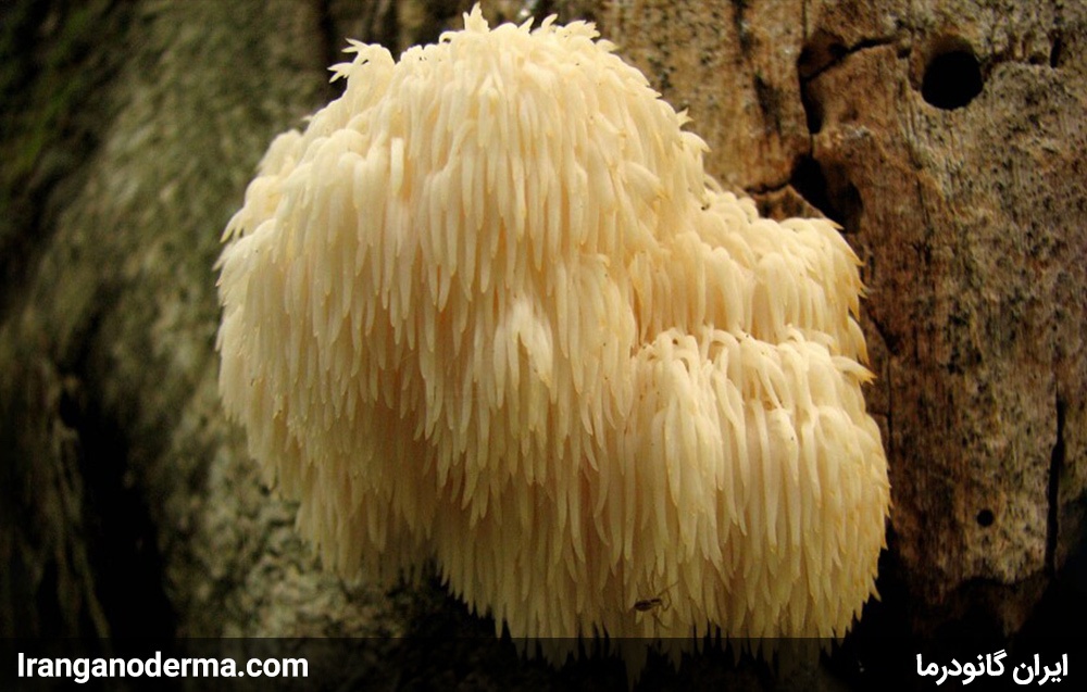 قارچ یال شیر