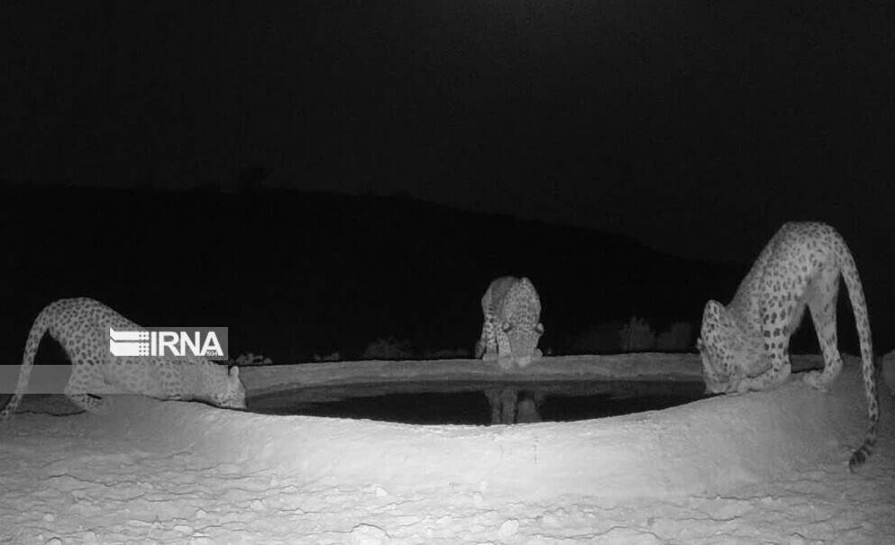 پلنگ‌های ایرانی در آبشخور کوه هوا فارس