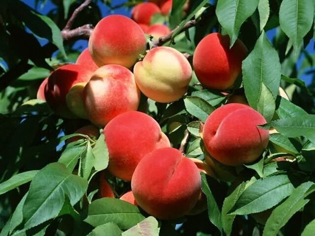از بهبود بینایی تا کاهش التهاب با این میوه تابستانی