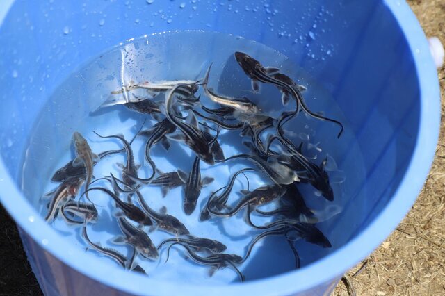 رهاسازی ماهی نادر «شیپ» در گیلان + عکس رهاسازی ماهی نادر «شیپ» در گیلان + عکس