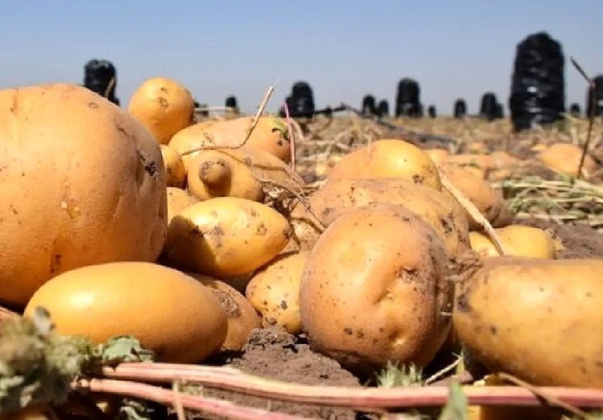 قیمت سیب‌زمینی نصف شد
