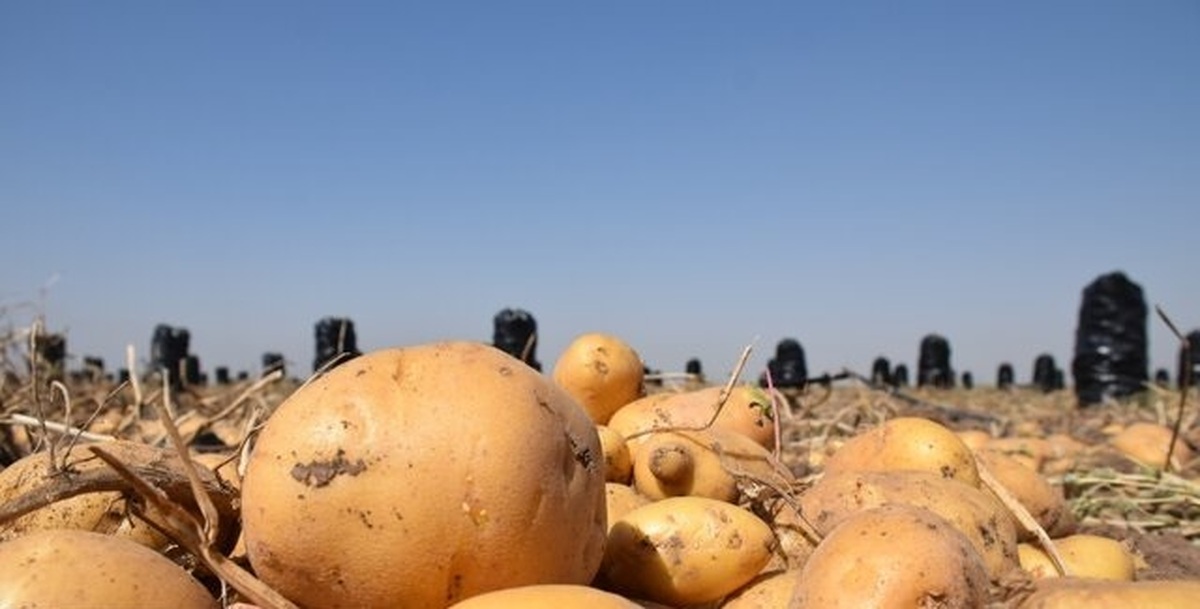 آیا مصرف سیب زمینی به کاهش وزن کمک می‌کند؟