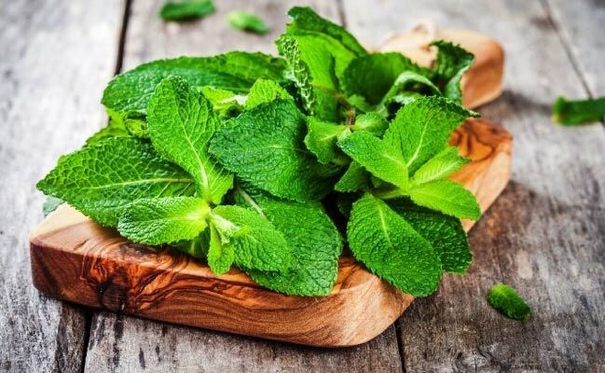 بهترین و موثرترین گیاه برای سلامت روده