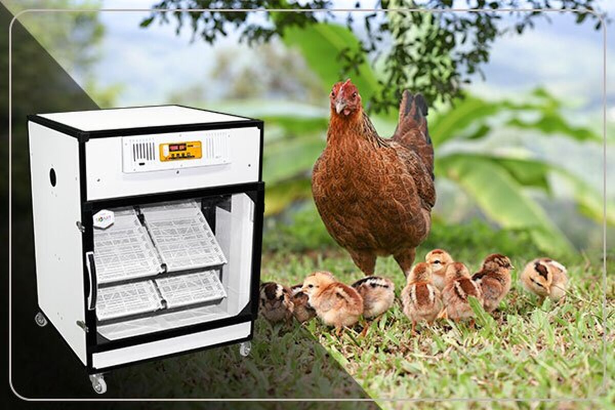 چطور بهترین دستگاه جوجه کشی را برای کسب و کار خود انتخاب کنیم؟