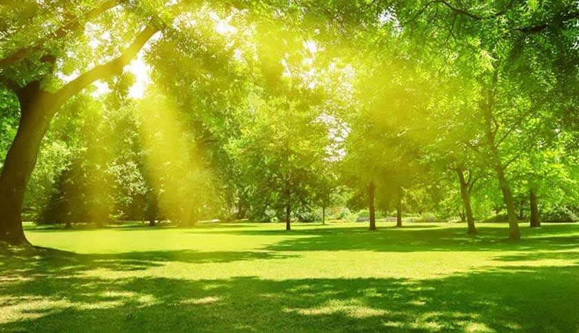 زندگی در نزدیکی فضای سبز می‌تواند خطر ابتلا به اضطراب و افسردگی را کاهش دهد