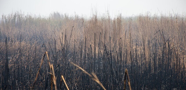 ادامه آتش‌سوزی در بخش عراقی هورالعظیم