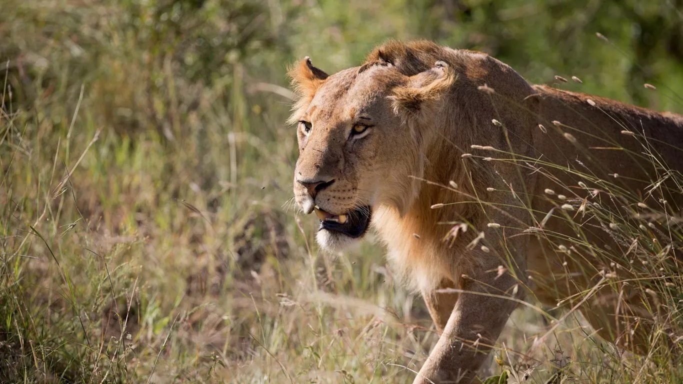 درخواست جنجالی باغوحش دانمارکی: حیوانات خانگی «ناخواسته» را برای خوراک درندگان اهدا کنید