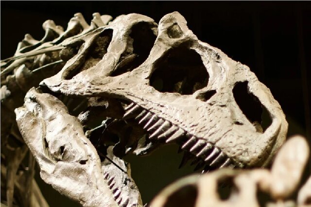 هواشناسی ماقبل تاریخ از روی فسیل دندان دایناسورها